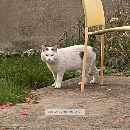 Photo 1/1 Found cat Found in Angers
