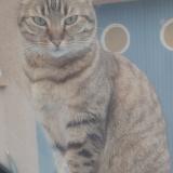 Picture of cat lost at Roquettes