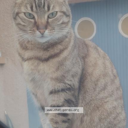 Photo 1/1 Ships Chat lost in Roquettes