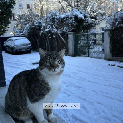 Photo 1/1 Niro Chat lost in Stains