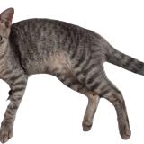 Picture of cat lost at Fernando De La Mora