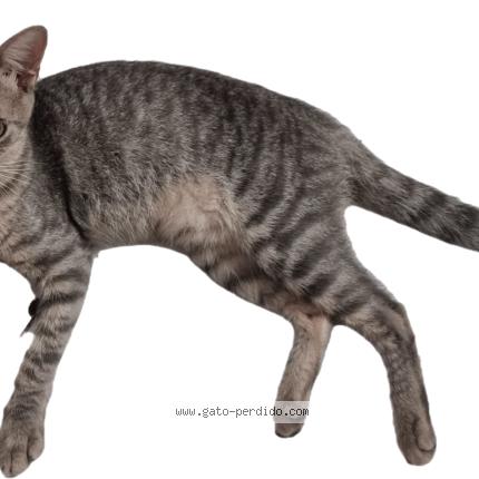 Photo 1/1 Pauli Chat lost in Fernando de la mora