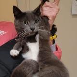 Picture of cat found at Brussels