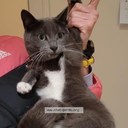 Photo 1/1 Cat reunited Found in Brussels