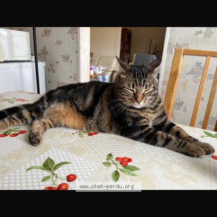 Photo 1/1 Féfé Chat lost in Igny