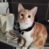 Picture of cat lost at Vesoul