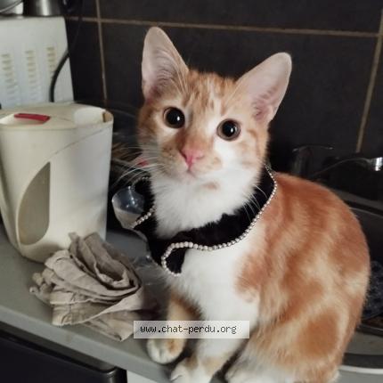 Photo 1/1 moncha varamel Chat lost in Vesoul