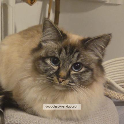Photo 1/1 Reunited cat Lost in Luc Sur Mer
