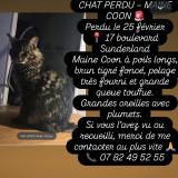 Picture of cat lost at St Nazaire