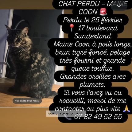 Photo 1/1 Talismann Chat lost in St nazaire