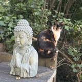 Picture of cat lost at Vinneuf