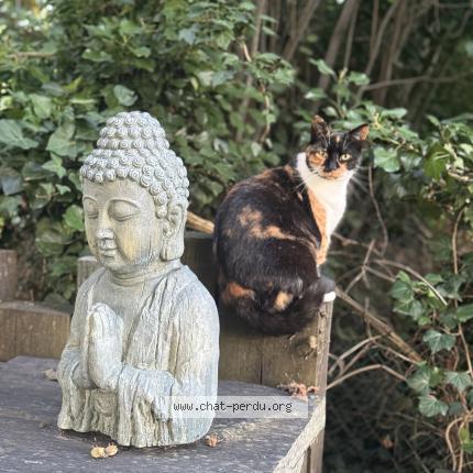 Photo 1/1 Lili Chat lost in Vinneuf