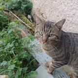 Picture of cat found at Leignes Sur Fontaine