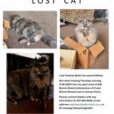 Picture of cat lost at Eureka