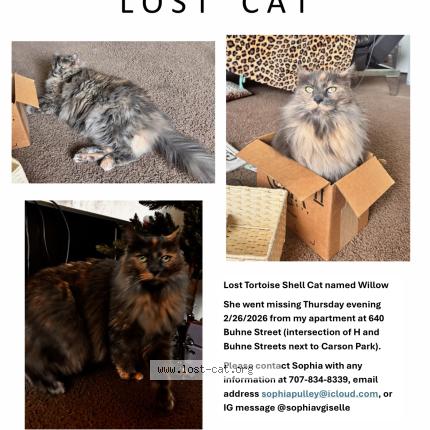 Photo 1/1 Willow Chat lost in Eureka