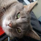 Picture of cat lost at Virazeil