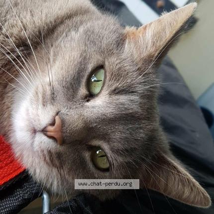 Photo 1/1 Yasmina Yasmina Frederique Mokra Chat lost in Virazeil