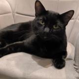 Picture of cat lost at Sottevast