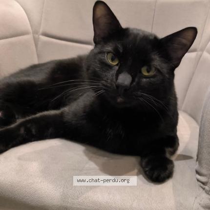 Photo 1/1 Uno Chat lost in Sottevast