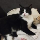 Picture of cat lost at Le Havre