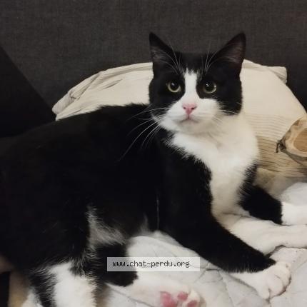 Photo 1/1 baptiste andrieu Chat lost in Le havre