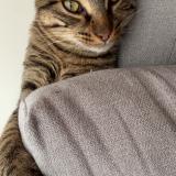 Picture of cat lost at Greasque