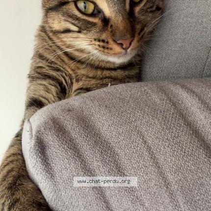 Photo 1/1 Panini Chat lost in Greasque