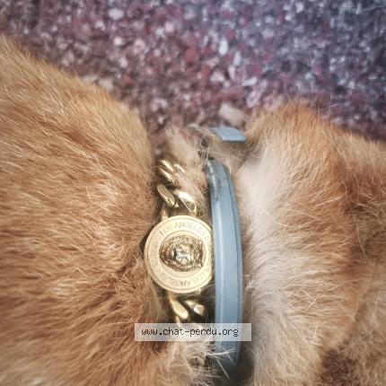 Photo 1/1 Found cat Found in Wittelsheim