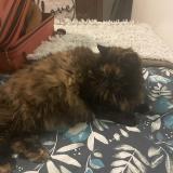 Picture of cat lost at Monterblanc