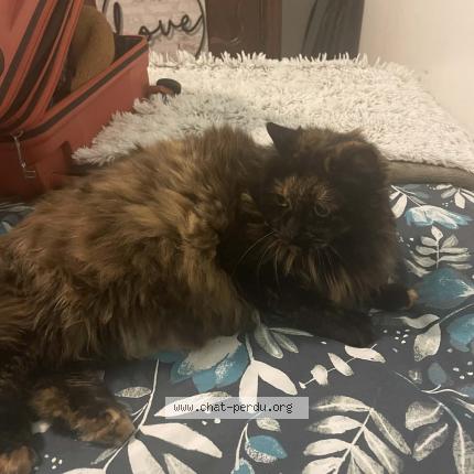 Photo 1/1 Moonie Chat lost in Monterblanc