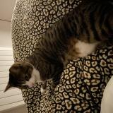 Picture of cat lost at Phalempin