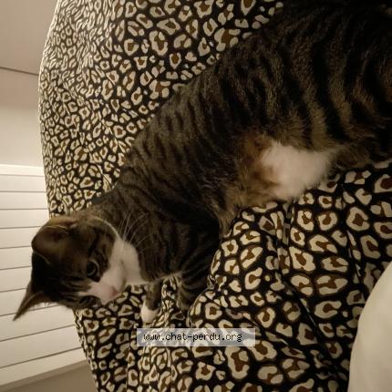 Photo 1/1 Georges Chat lost in Phalempin