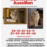 Picture of cat lost at Mazamet