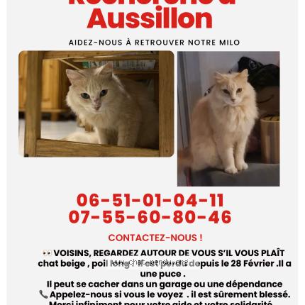 Photo 1/1 Milo Chat lost in Mazamet