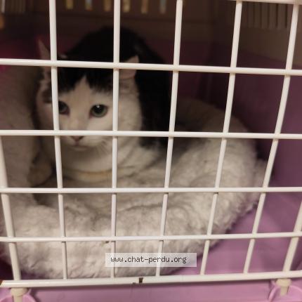 Photo 1/5 Found cat Found in Bruxelles