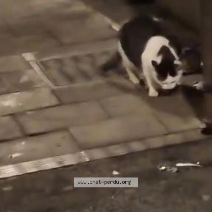 Photo 2/5 Found cat Found in Bruxelles