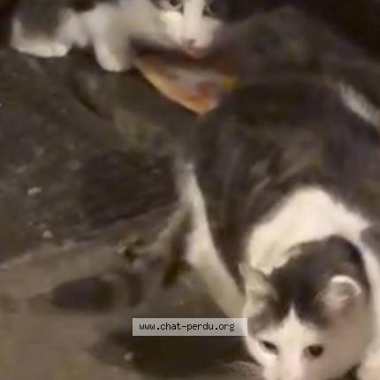 Photo 3/5 Found cat Found in Bruxelles