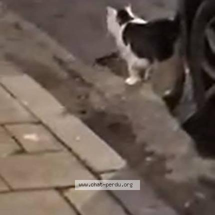 Photo 5/5 Found cat Found in Bruxelles