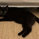 Picture of cat found at Paris