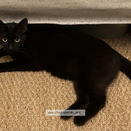 Photo 1/1 Found cat Found in Paris