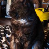 Picture of cat lost at Les Peintures