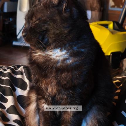 Photo 1/1 Bronx Chat lost in Les peintures