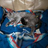 Picture of cat lost at Covington