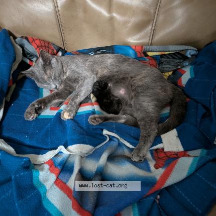 Photo 1/1 Coconut coco for short Chat lost in Covington