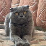 Picture of cat lost at Viroflay