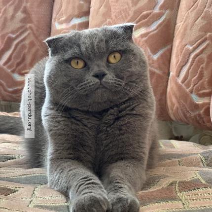 Photo 1/1 Djessi Chat lost in Viroflay