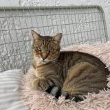 Picture of cat lost at Sorgues