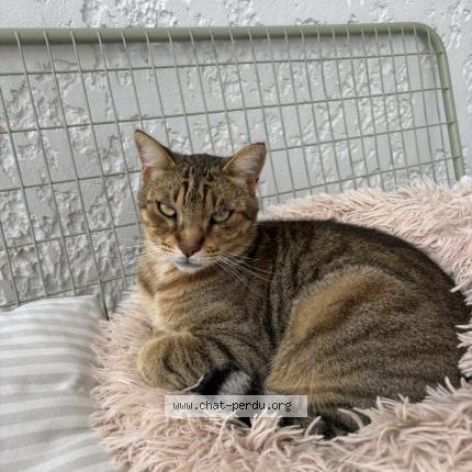 Photo 1/1 Sika Chat lost in Sorgues