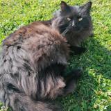 Picture of cat lost at Saint Vallier