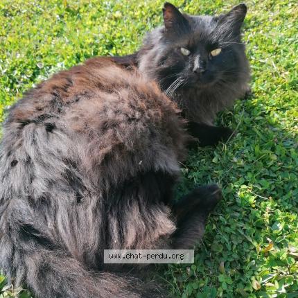 Photo 1/1 PELUCHE Chat lost in Saint vallier